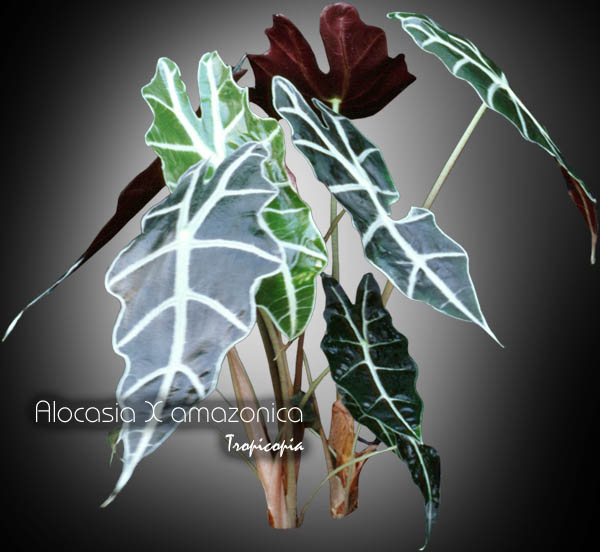 Other - Alocasia X amazonica - Elephant ear